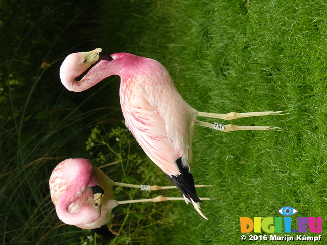 FZ029678 Andean Flamingos (Phoenicoparrus andinus)